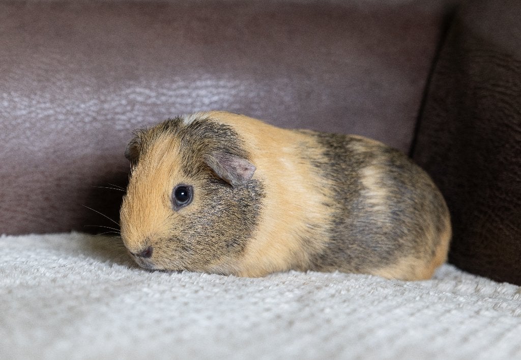 Cavia beertje, gecastreerd, Dieren en Toebehoren, Knaagdieren, Cavia, Februari, Mannelijk, Tam