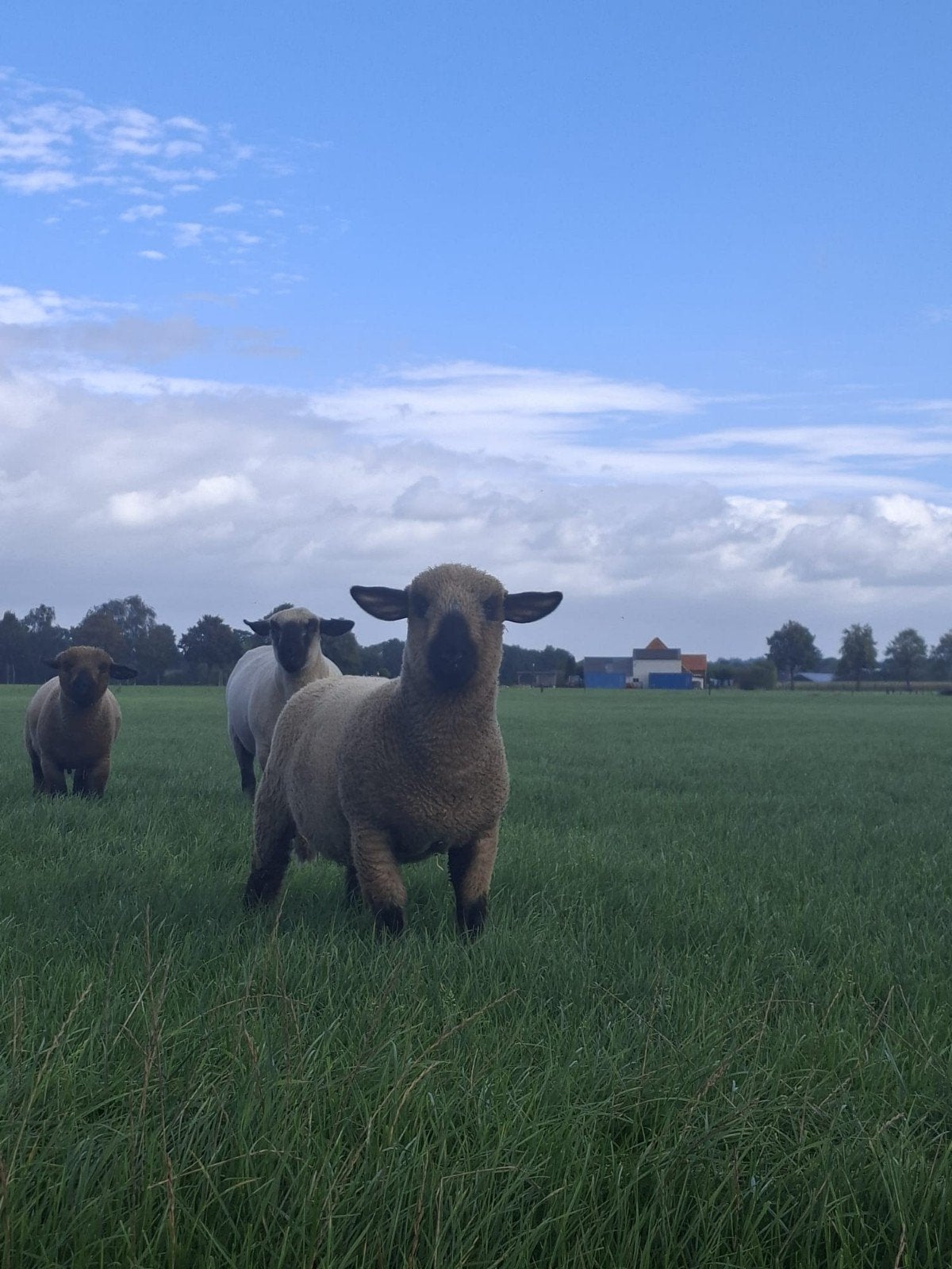 Hampshire down rammen, Dieren en Toebehoren, Mannelijk, Schaap