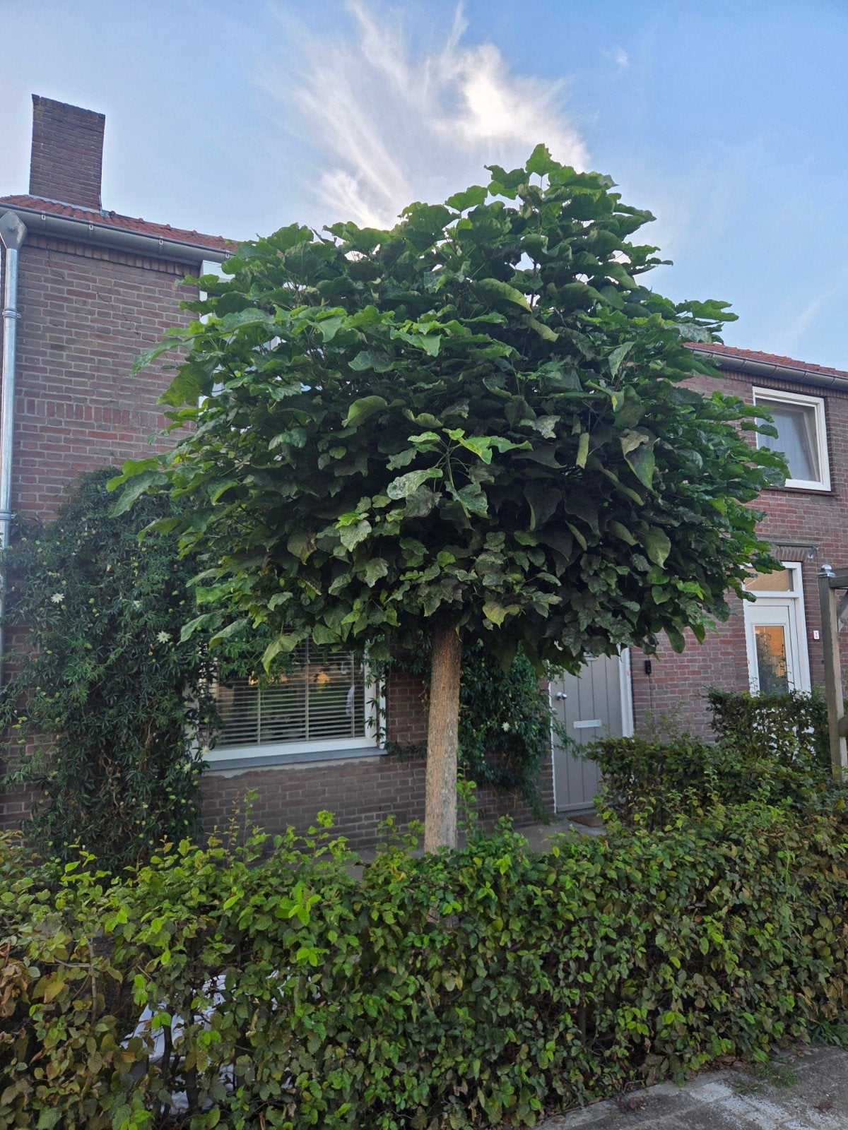 Grote volwassen Catalpa / Trompetboom op stam, 250 tot 400 cm, Zomer, Ophalen, Volle zon