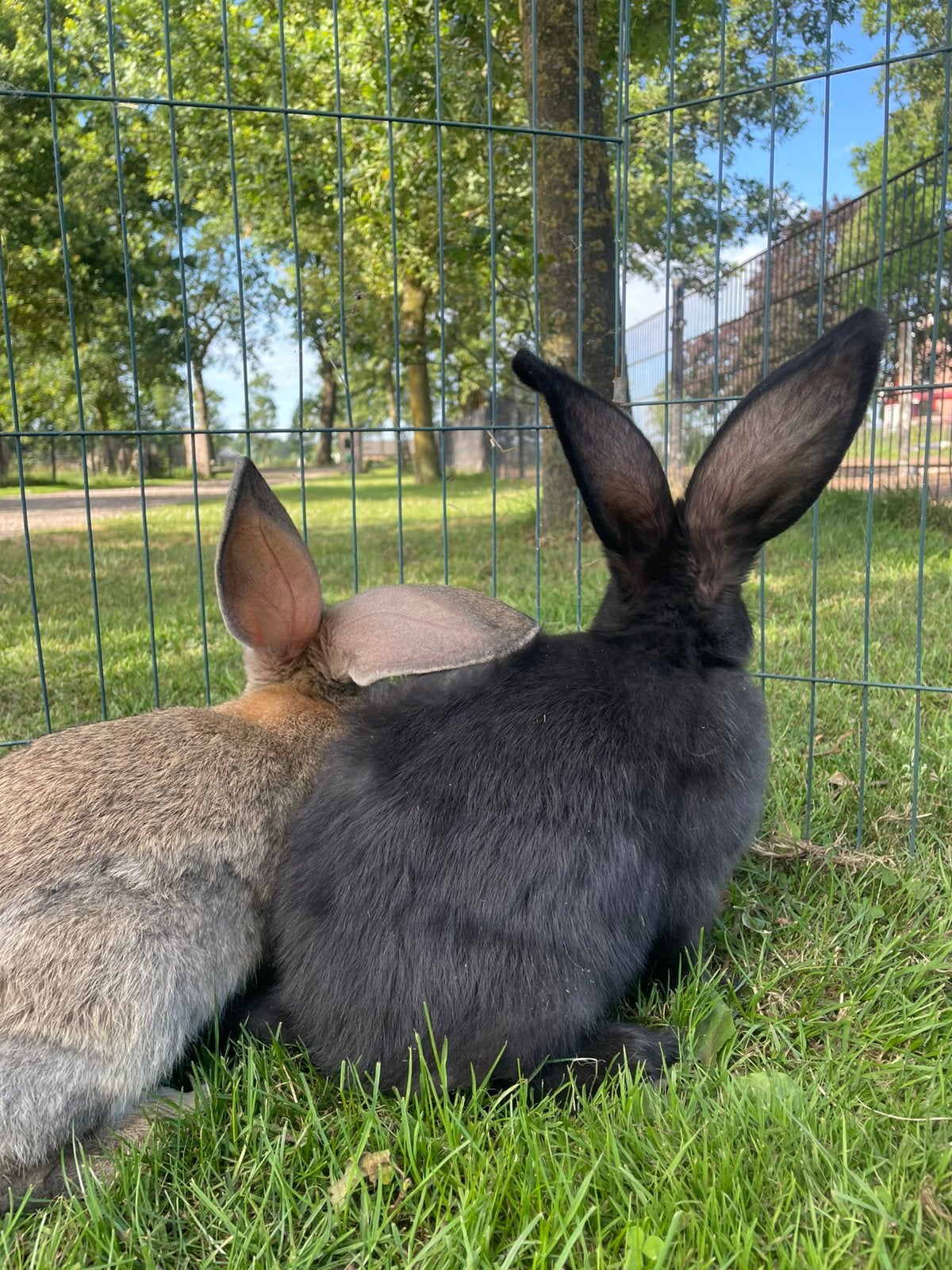 Leuke Vlaamse Reuzen, Dieren en Toebehoren, Konijnen, Meerdere dieren, Groot