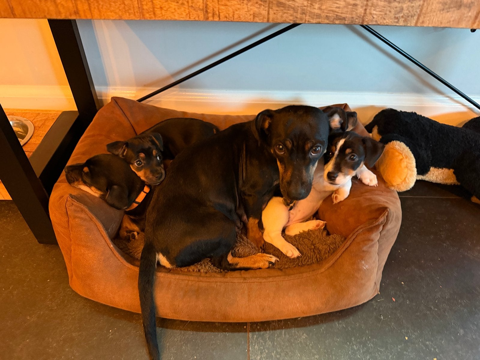 Jack Russel Puppy’s, Jack Russell Terriër, 8 tot 15 weken, CDV (hondenziekte), Meerdere