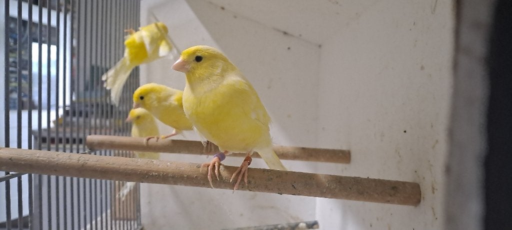Gele kanaries uit buiten vlucht, Meerdere dieren, Kleurkanarie