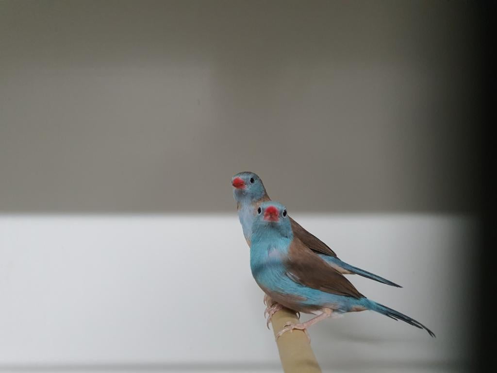 Koppel Blauwkop blauwfazanten beschikbaar., Dieren en Toebehoren, Vogels | Overige Vogels, Tropenvogel, Meerdere dieren, Geringd