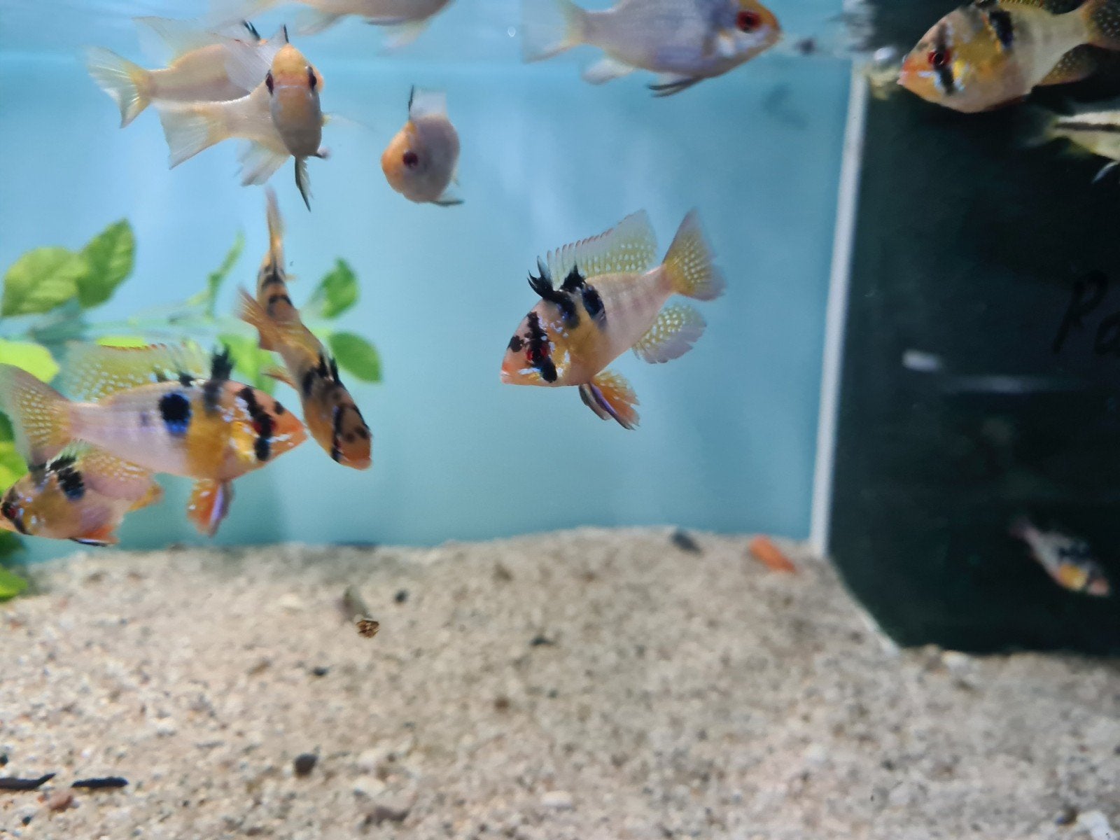 Ramirezi dwergcichliden, cichliden, Vis, Zoetwatervis