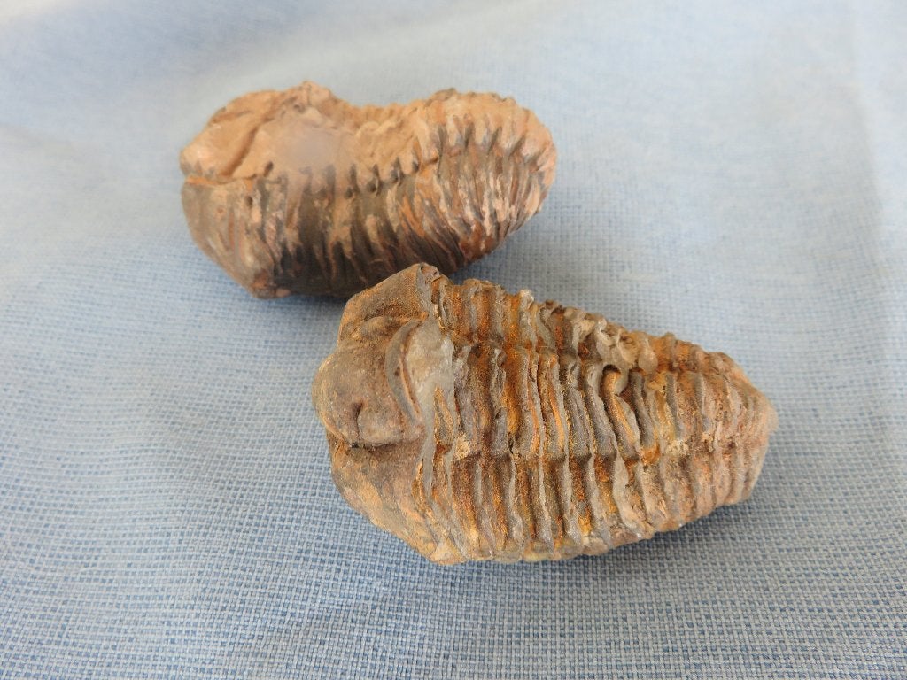 Trilobieten - ca. 300 miljoen jaar oud bodemvondsten, Ophalen of Verzenden