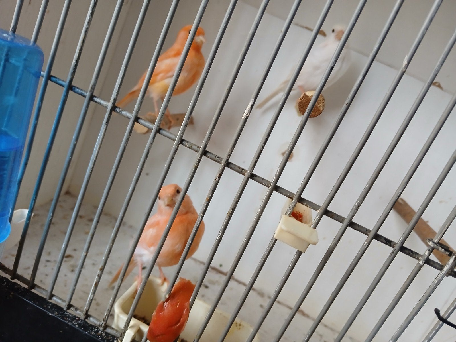Kanaries