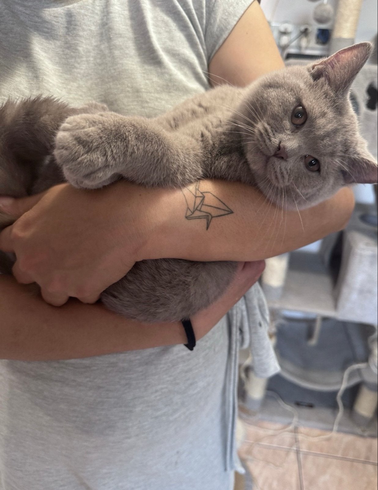 Britse poesje 3 jaar, Poes, Gechipt, 3 tot 5 jaar
