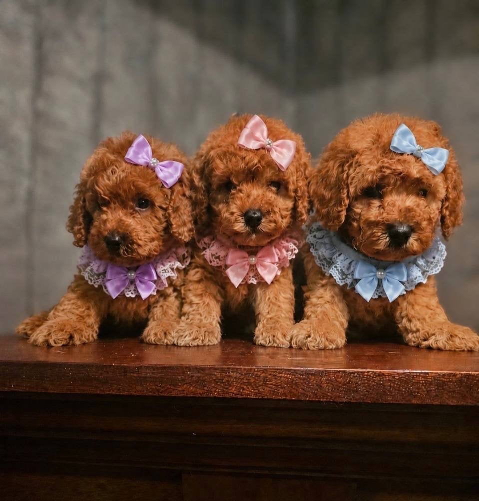 Toypoedel teefje, Poedel, 8 tot 15 weken, Teef, Parvo
