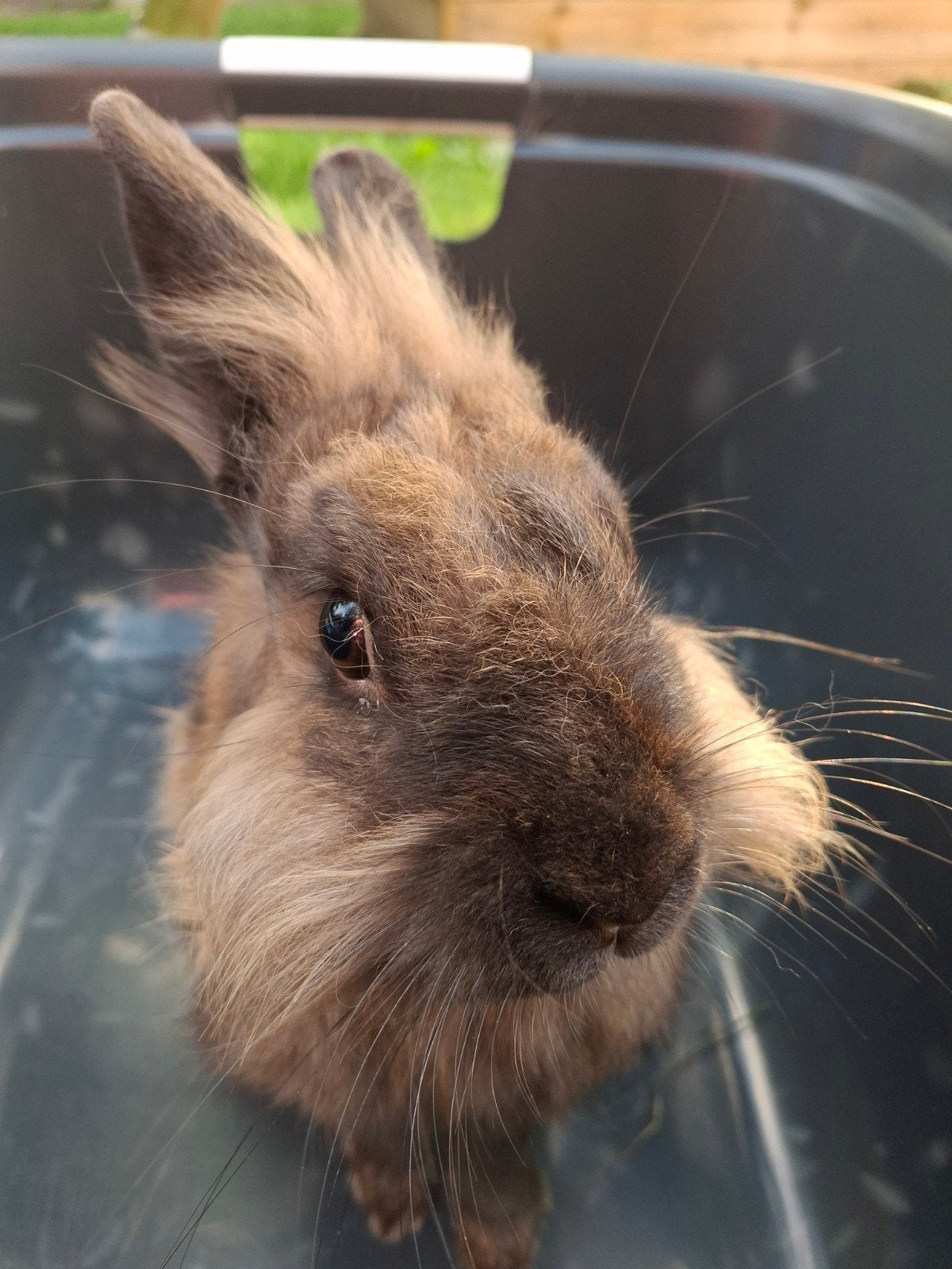 Lief konijn dwerg ram - ongecastreerd, Dieren en Toebehoren, Mannelijk, Dwerg, 0 tot 2 jaar