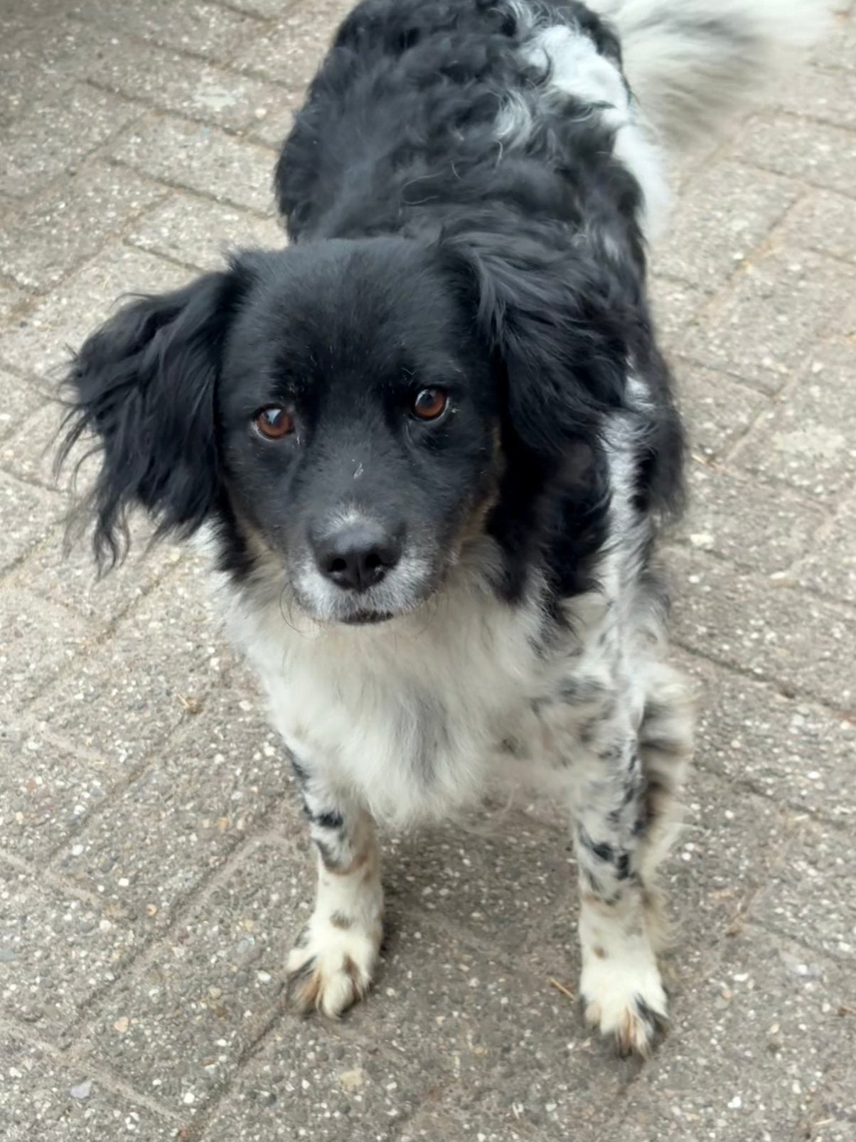 Lieve boerderij hond zoekt een nieuw thuis, Dieren en Toebehoren, Honden | Niet-rashonden, Parvo, Teef, Eén hond, Nederland