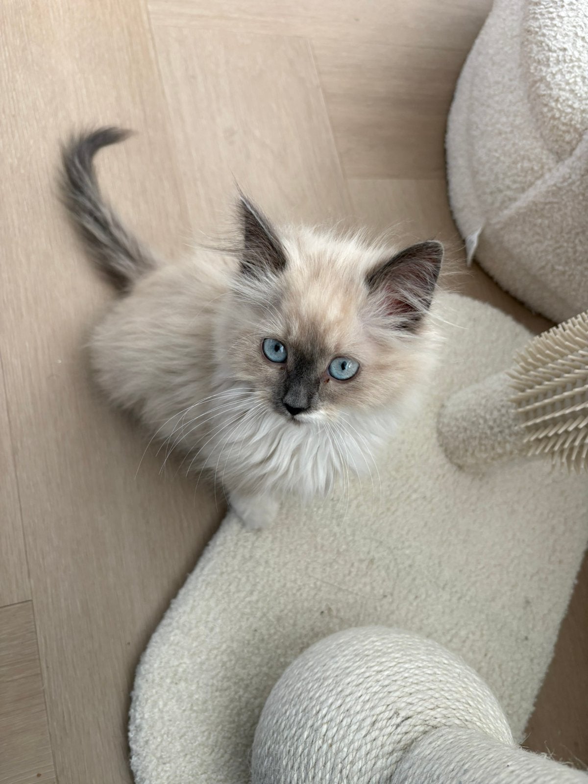 Half brits half pers poesje, Dieren en Toebehoren, Katten en Kittens | Raskatten | Langhaar, Poes, Ontwormd