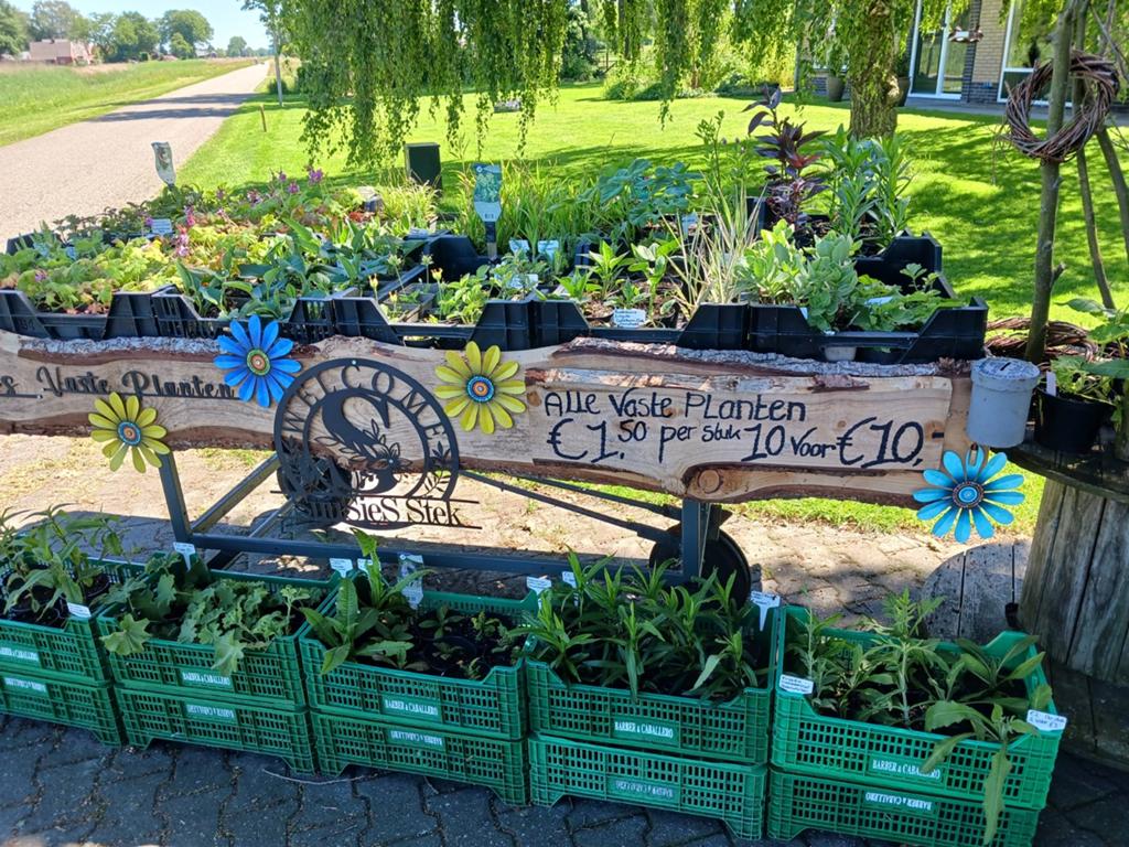 Een kraam vol vaste planten!, Ophalen, Overige soorten, Volle zon