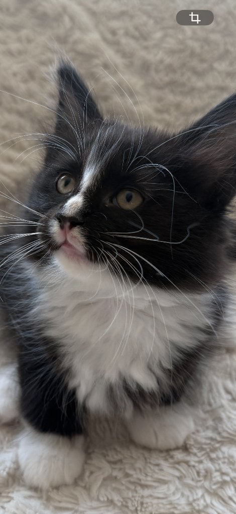 Noorse boskat kittens met stamboom, Meerdere dieren, Met stamboom, 0 tot 2 jaar