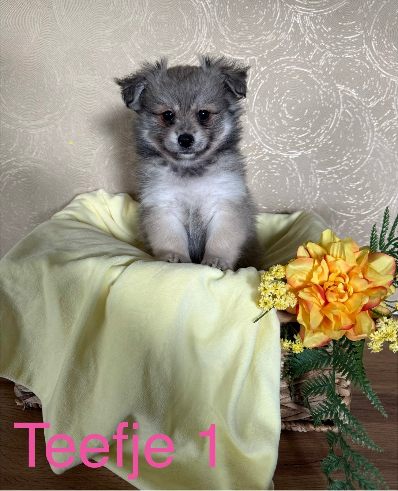 4 Pomeriaan pups, Overige rassen, 8 tot 15 weken, Parvo, Meerdere