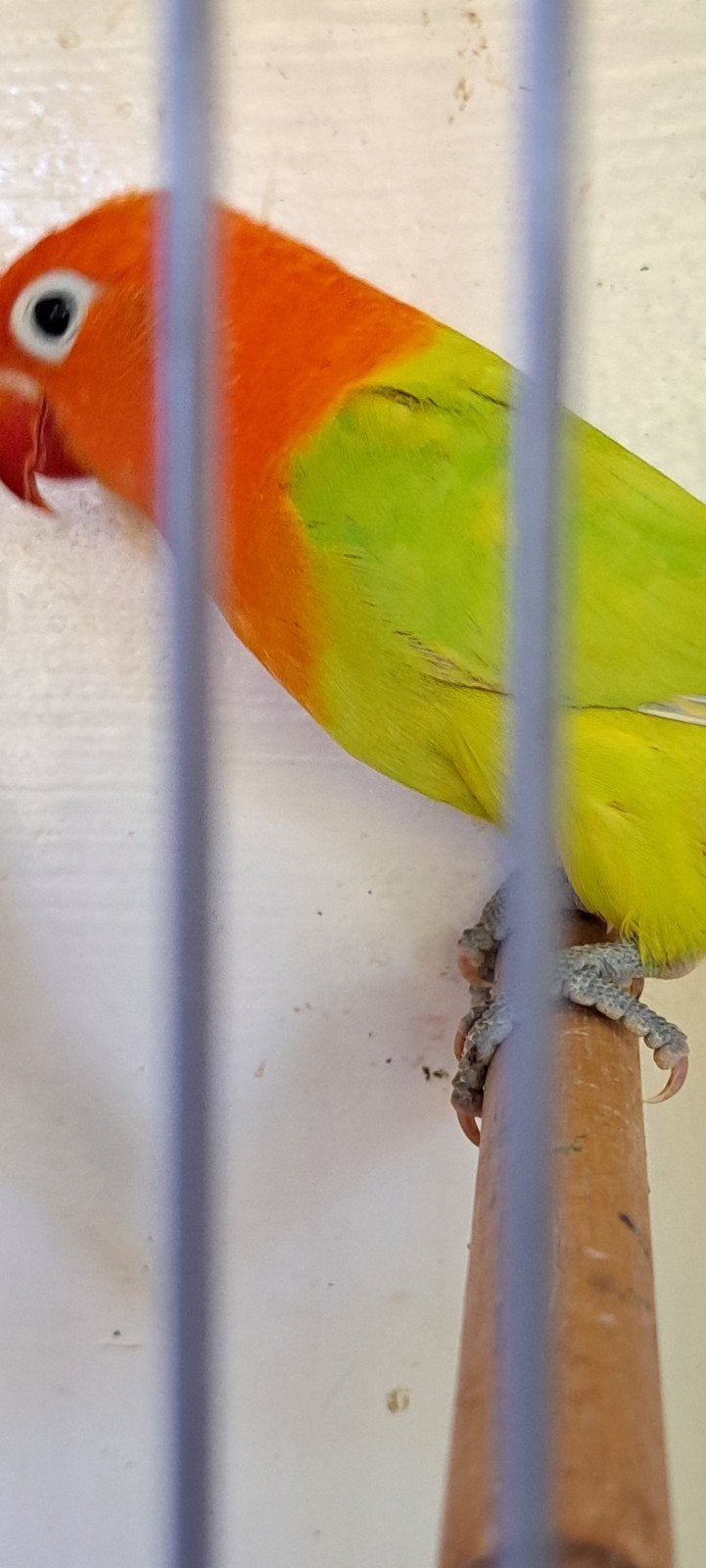 Agapornis Ficheri Opaline Dilute x Opaline Dilute, Dieren en Toebehoren