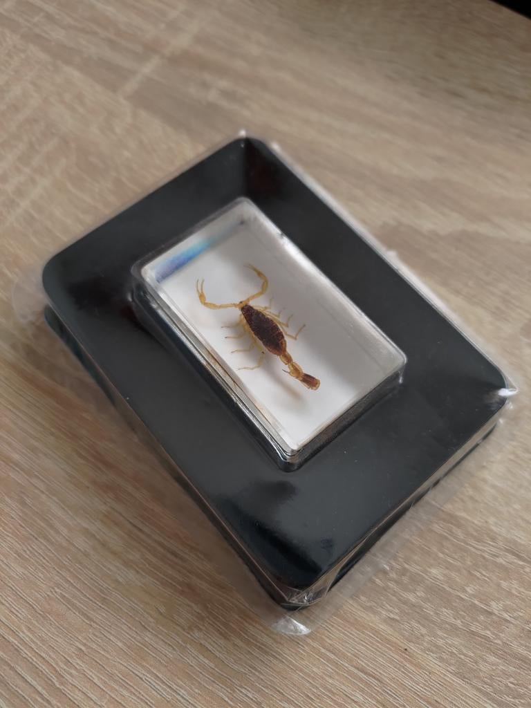 Real Gold Scorpion in Epoxy Resin, Ophalen of Verzenden