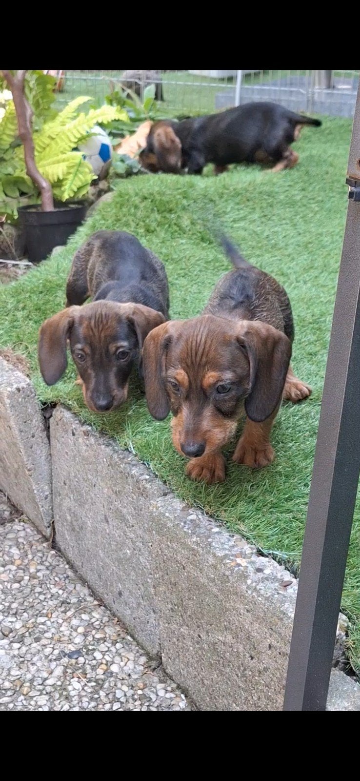 Ruwharige dwergteckel puppys, Dieren en Toebehoren, 8 tot 15 weken, Dwerg, Meerdere, Meerdere dieren