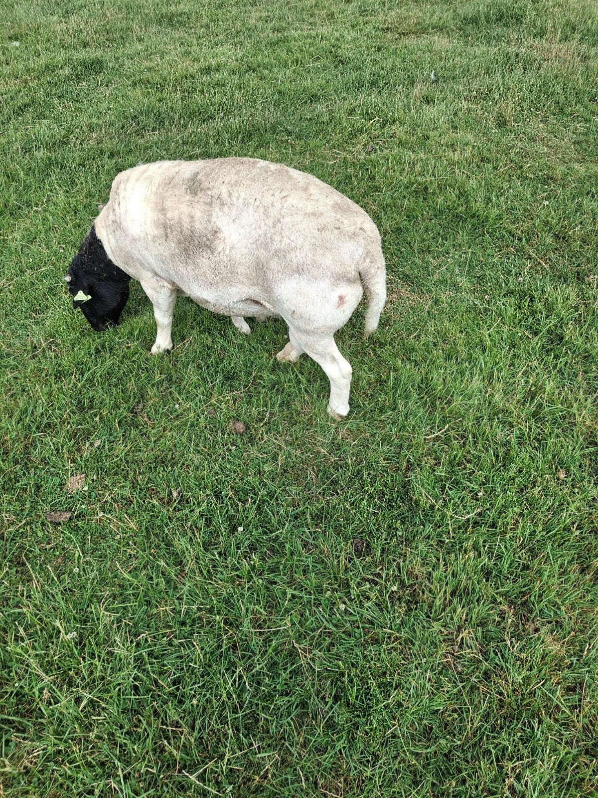 Dorperschaap., Dieren en Toebehoren, Mannelijk, Schaap
