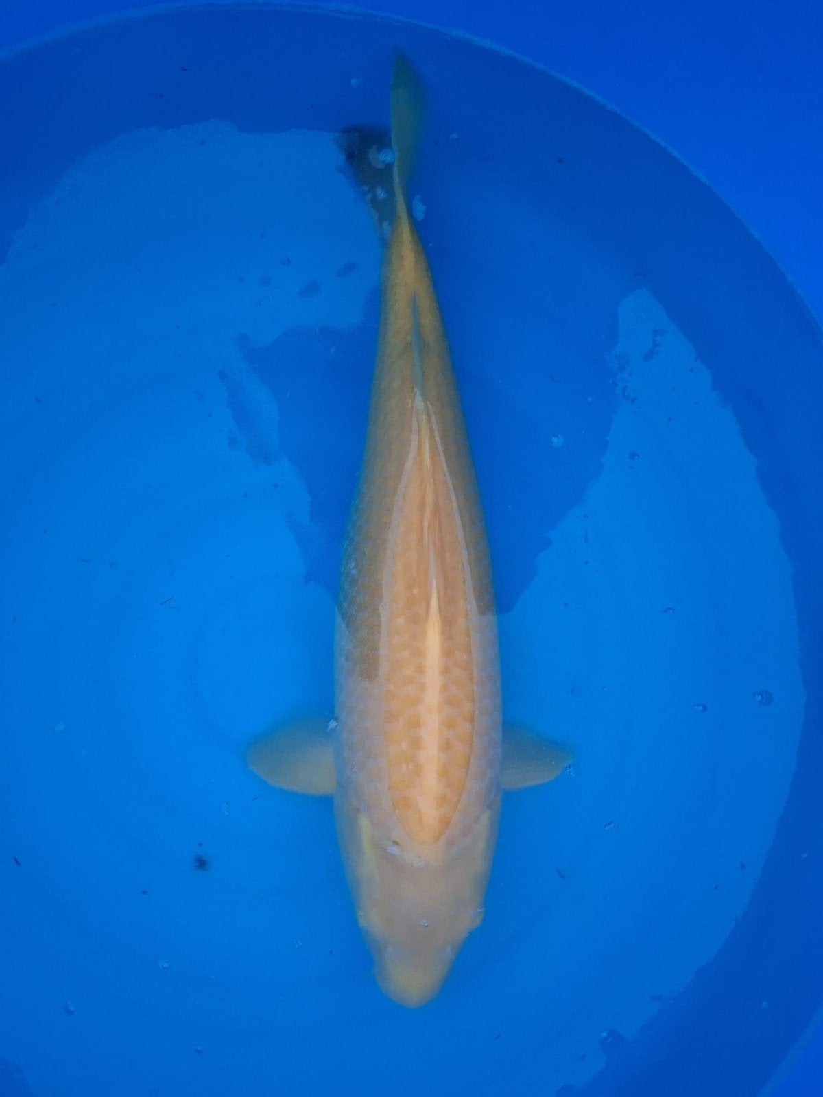 konishi karashi koi 55/60cm, Karper of Koi