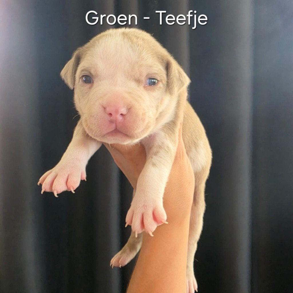 American Bully Pups (Standard), Overige rassen, 8 tot 15 weken, Parvo, Meerdere