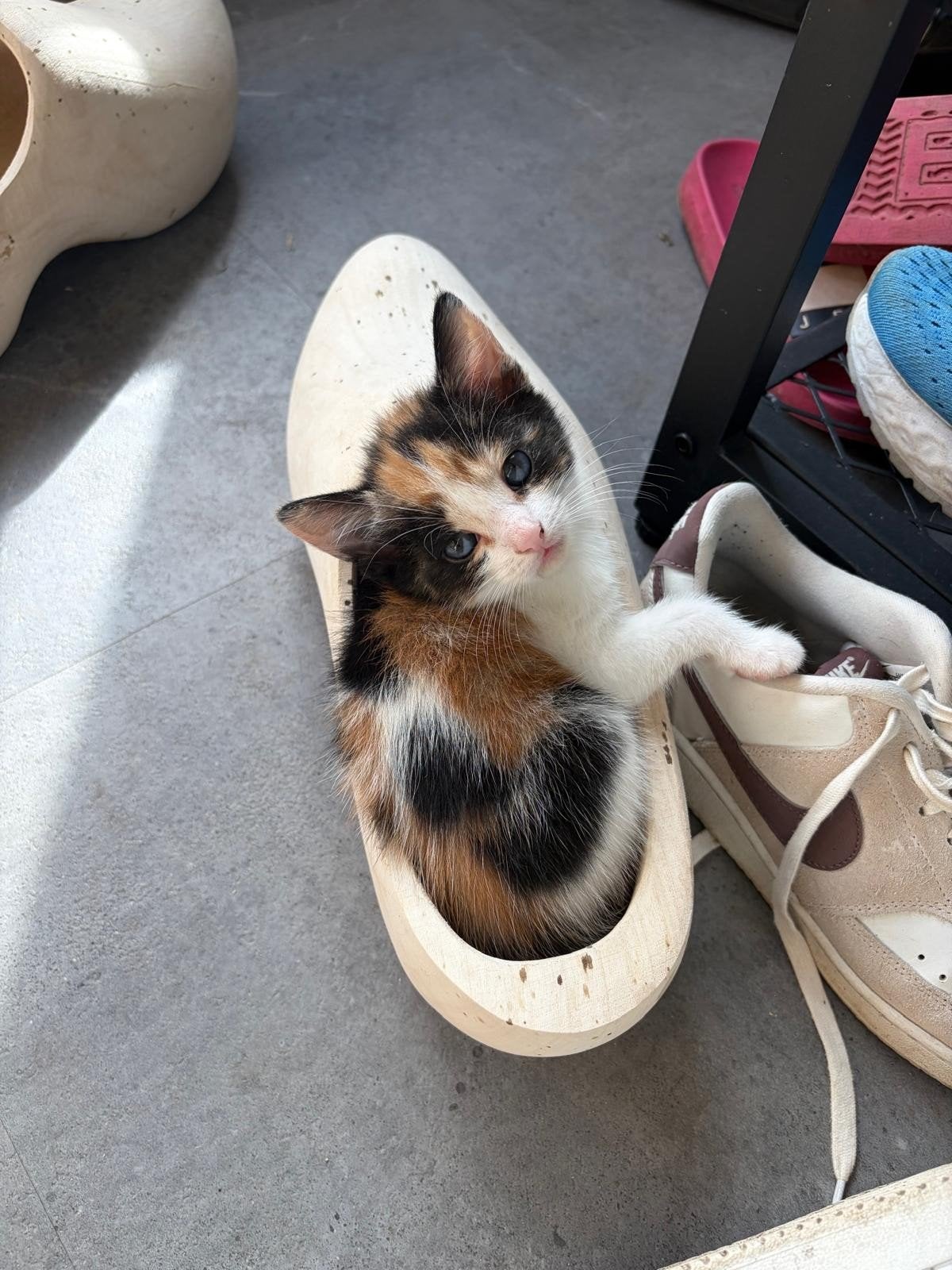 leuk nestje met kittens, Dieren en Toebehoren, Meerdere dieren