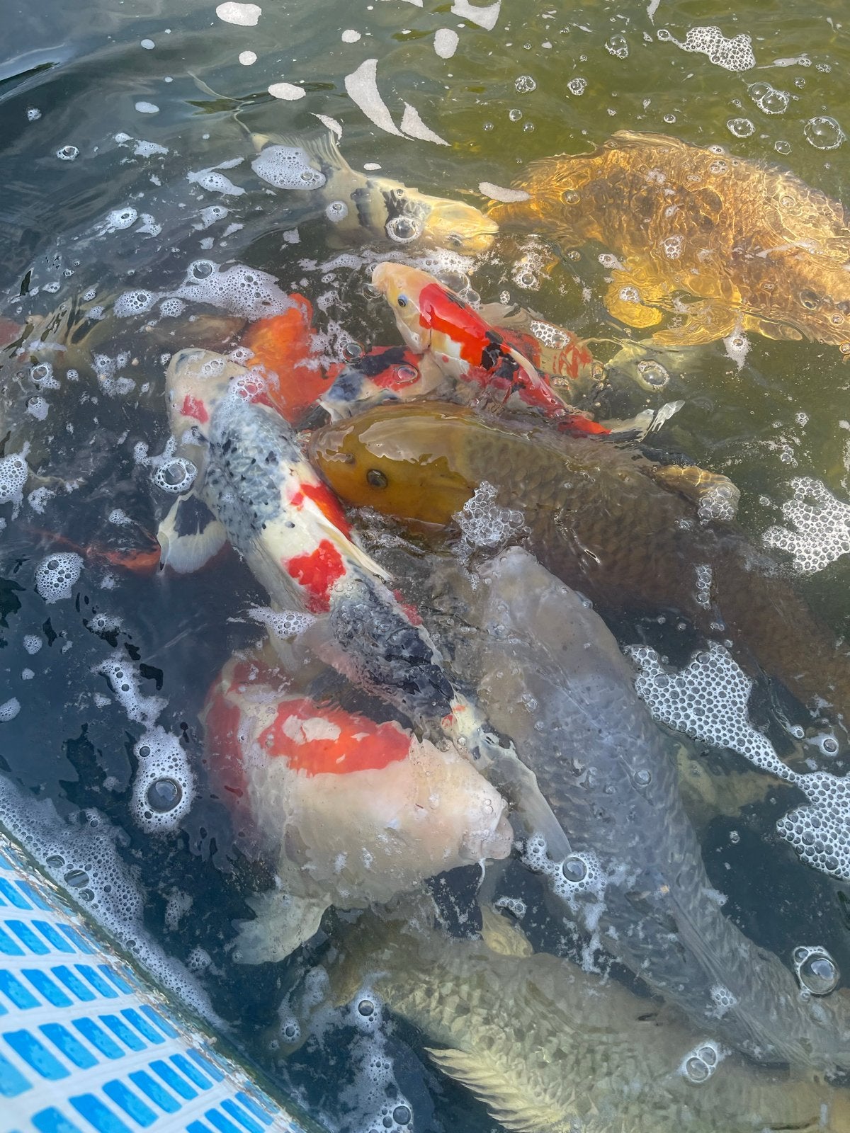 18 mooie kois te koop wegens verhuizing, Karper of Koi