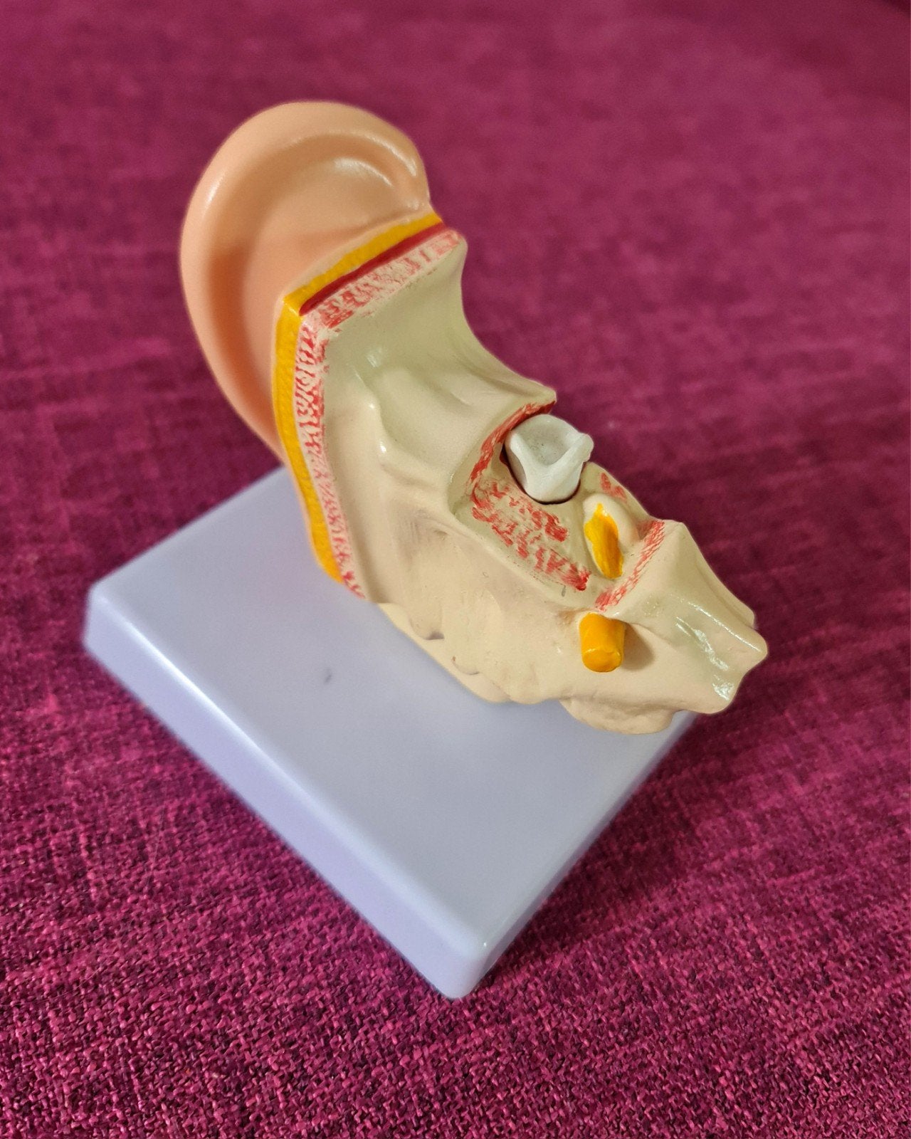 Anatomisch model menselijk oor (1,5x vergroot) compleet, Ophalen, Zo goed als nieuw