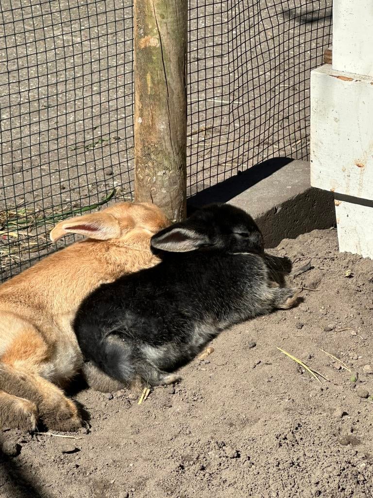 Lief minilop / dwerg baby konijntje (ram), Meerdere dieren, Kip