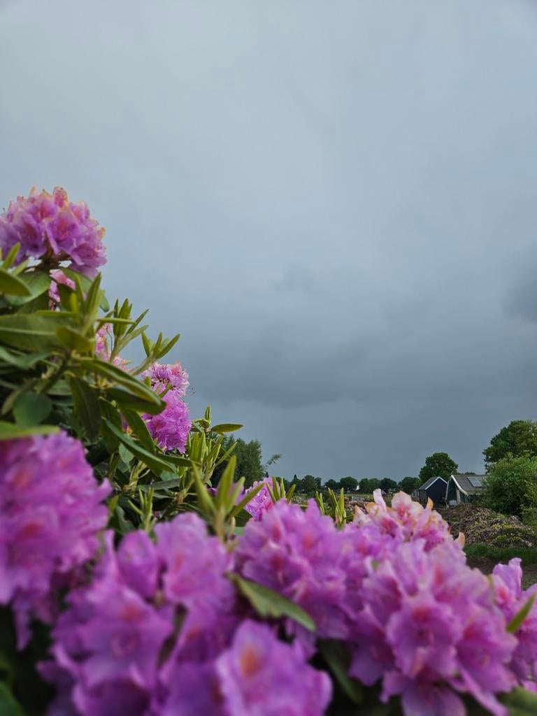 Rhododendron bijna alle soorten, Tuin en Terras, Planten | Struiken en Hagen, Ophalen of Verzenden, Rhododendron