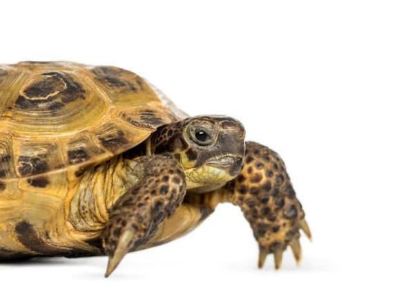 Wij zijn op zoek: Viertenige russische landschildpad, Schildpad, 7 tot 10 jaar