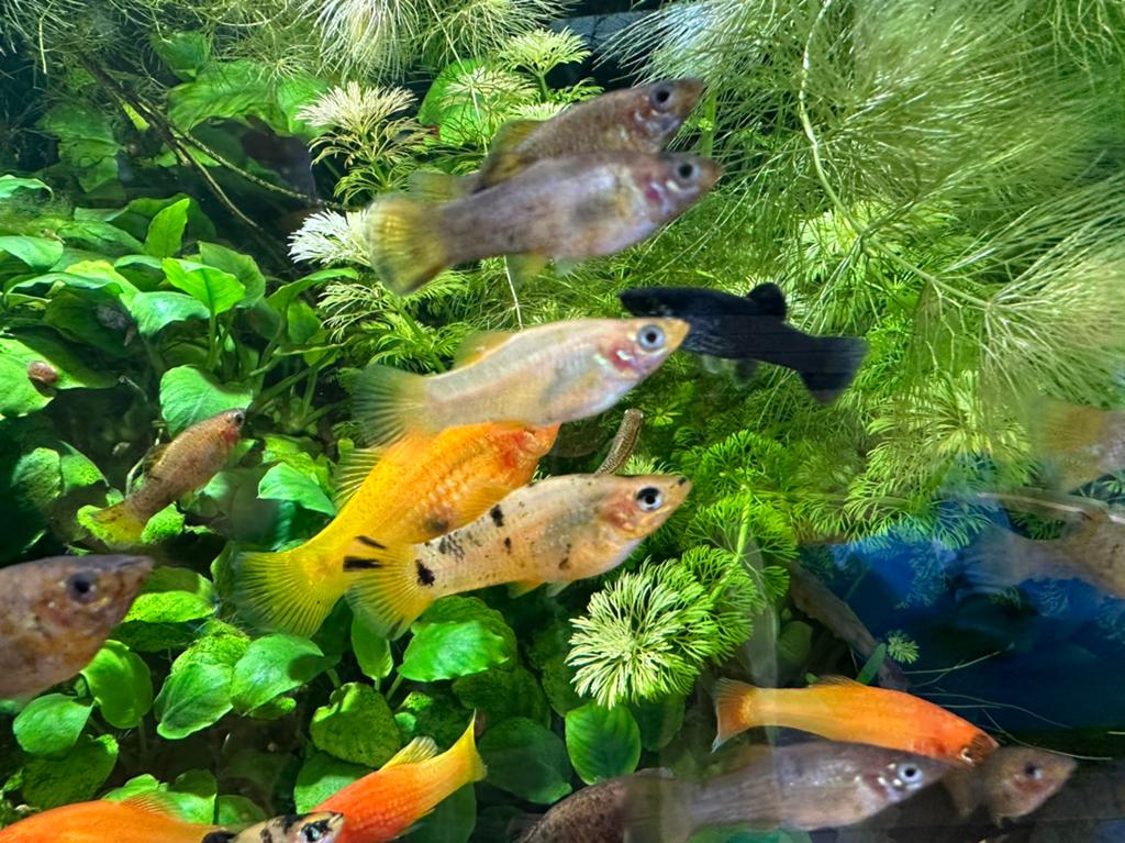 Molly kleur mix, Dieren en Toebehoren, Vis