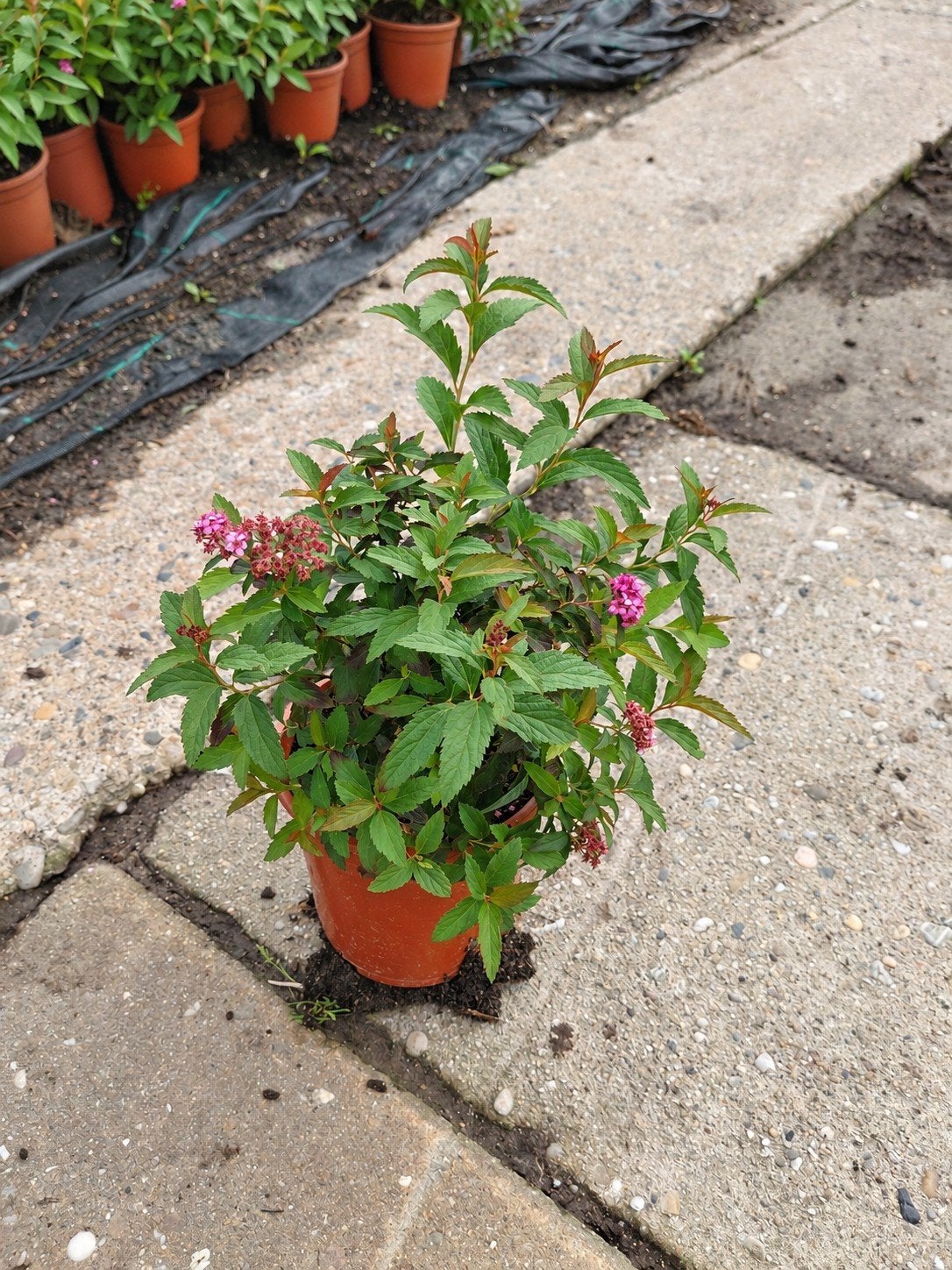 Spirea Japonica 'Anthony Waterer' - Compacte Roze Bloeier, Volle zon, Vaste plant, Zomer, Ophalen