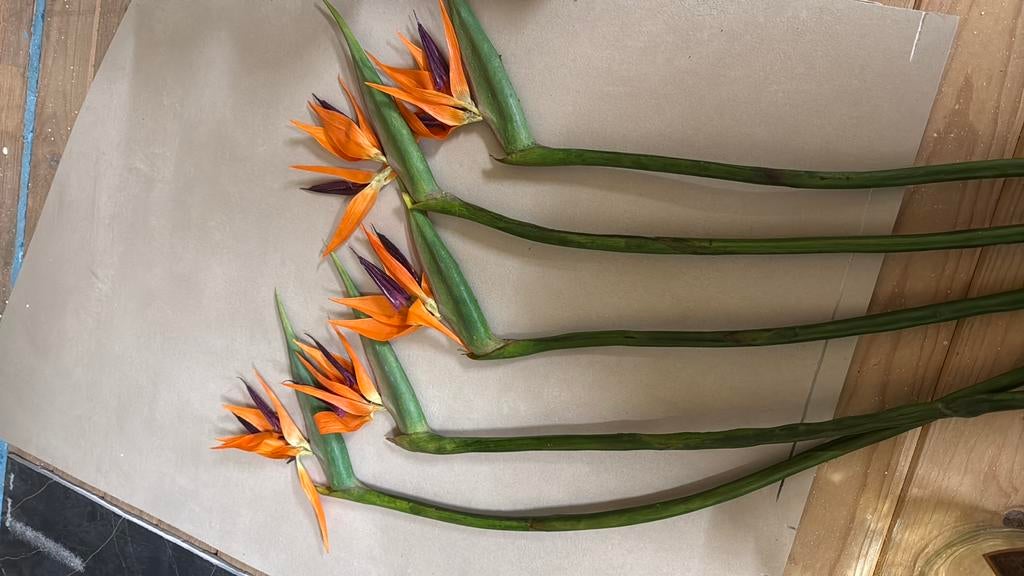 5 x sterlitzia tak kunst bloem paradijsvogelbloem, Ophalen of Verzenden, Halfschaduw, Minder dan 100 cm