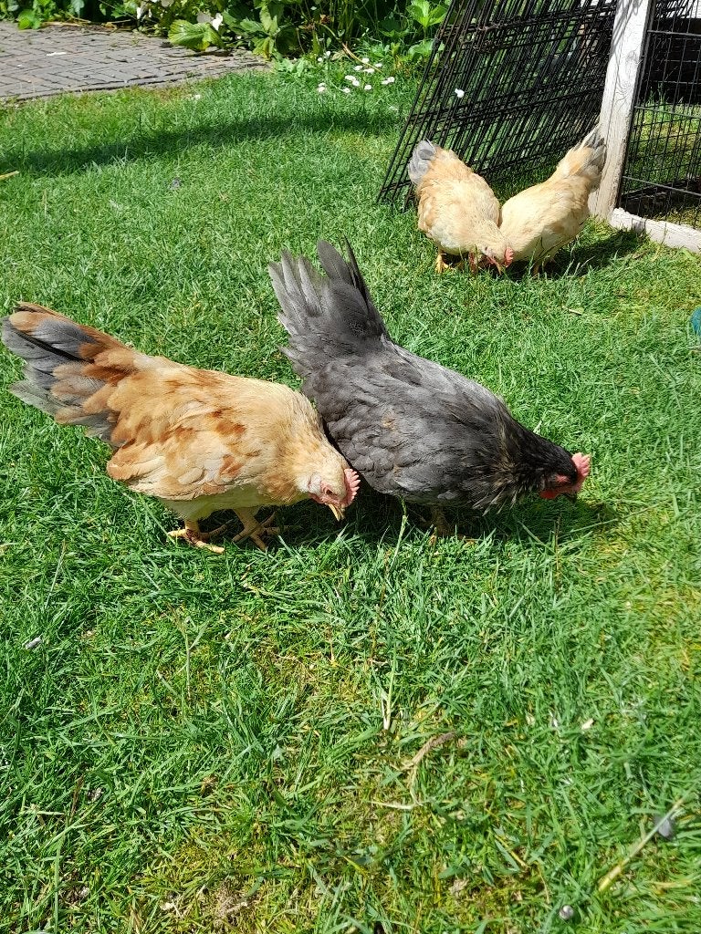 Krielhaantjes (Chabo), Dieren en Toebehoren, Pluimvee, Mannelijk, Kip
