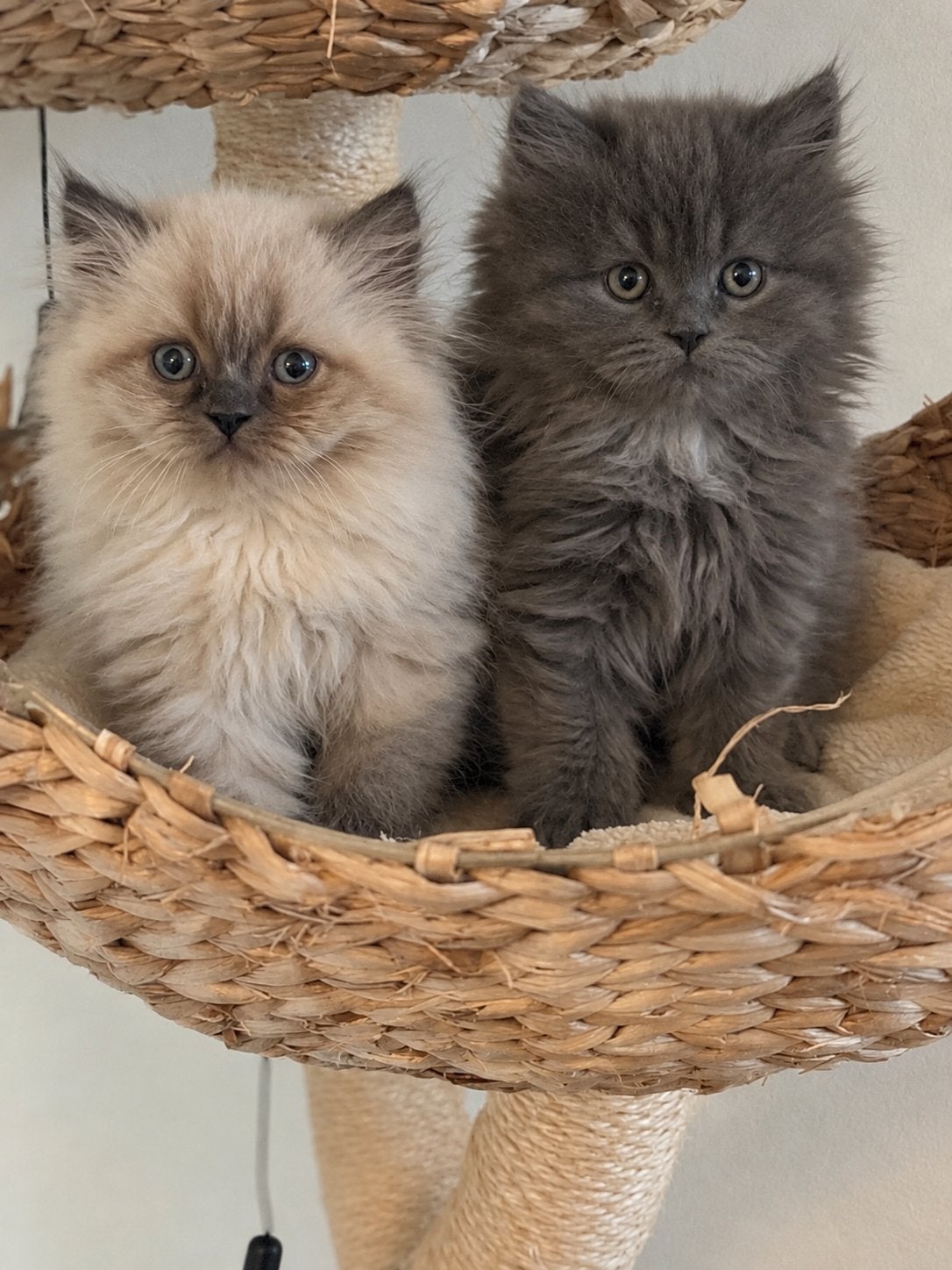 Prachtige Ragdoll x Britse Langhaar kittens, Meerdere dieren, Ontwormd, 0 tot 2 jaar