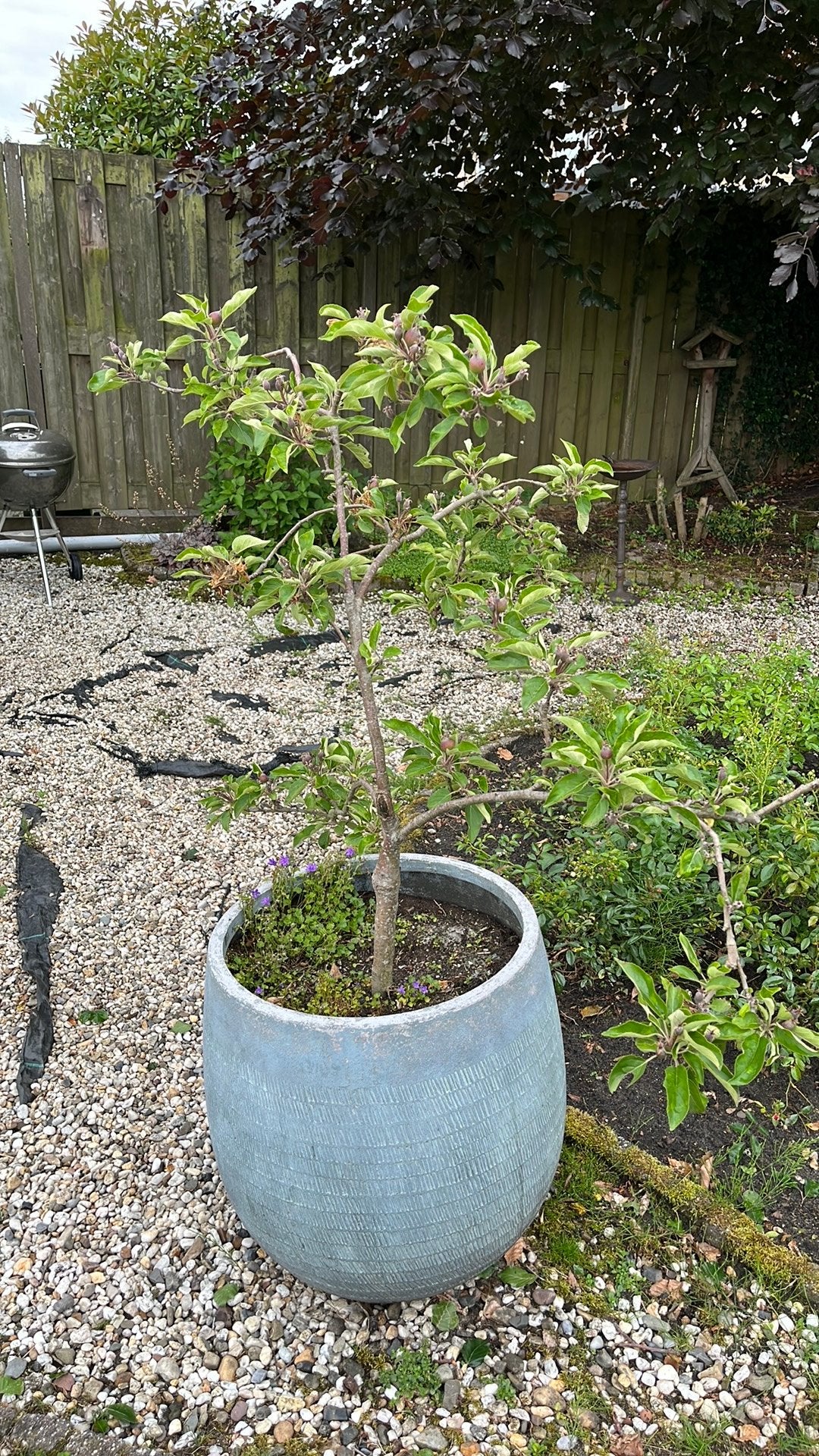 Appelboom in pot, Halfschaduw, Overige soorten, Lente, 100 tot 250 cm
