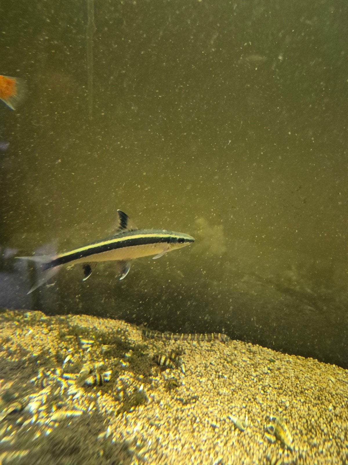 vissen te koop, Dieren en Toebehoren, Vissen | Aquariumvissen, Vis