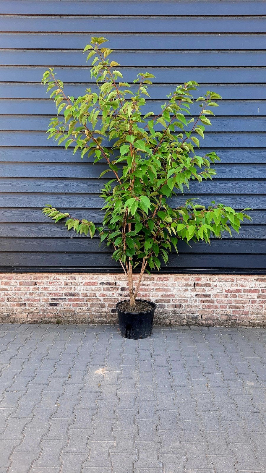 Prunus serrulata 'Kanzan'🌿 meerstam, Ophalen, Laurier, 100 tot 250 cm
