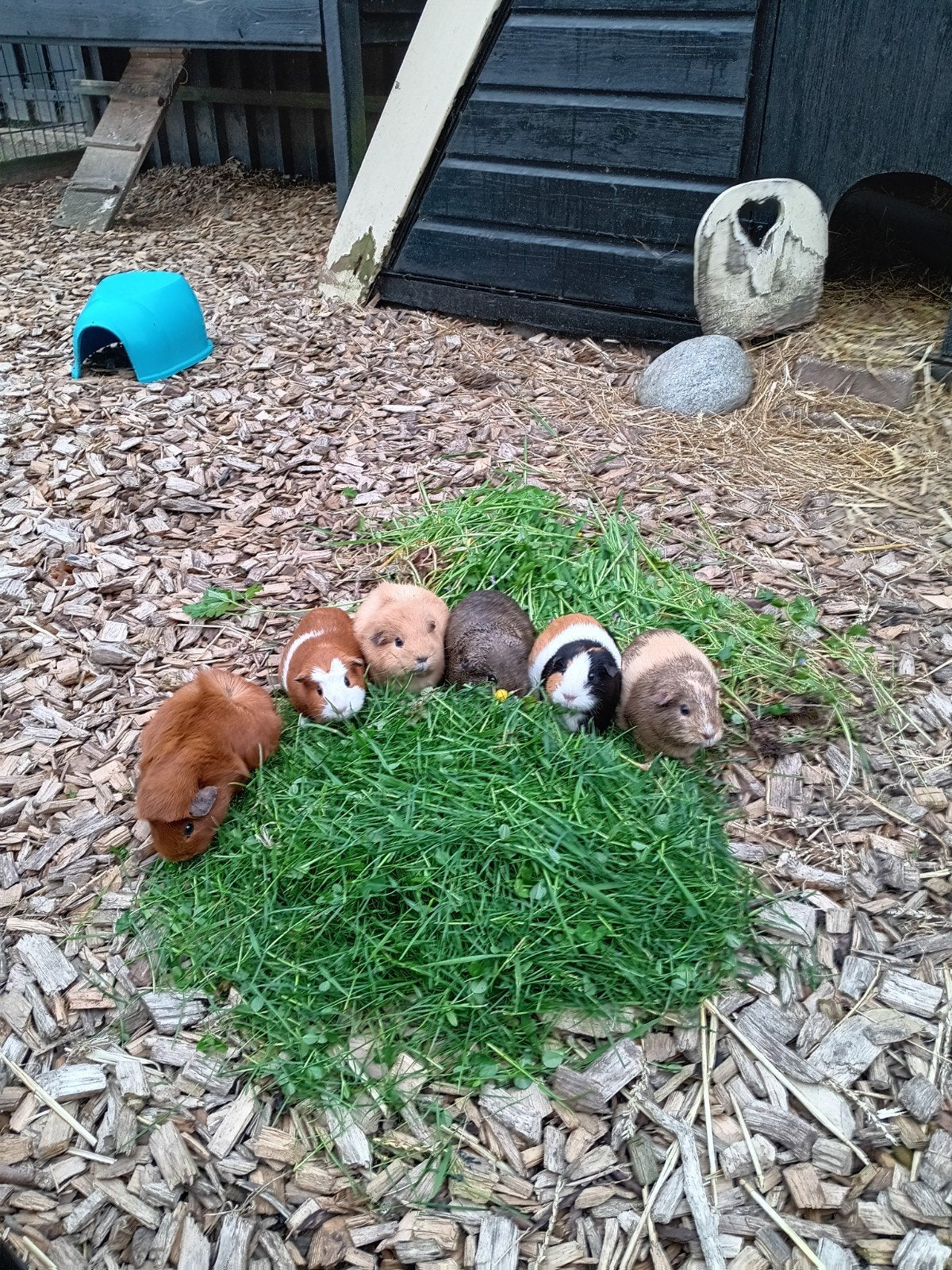 Cavia's, Dieren en Toebehoren, Mei, Meerdere dieren, Cavia