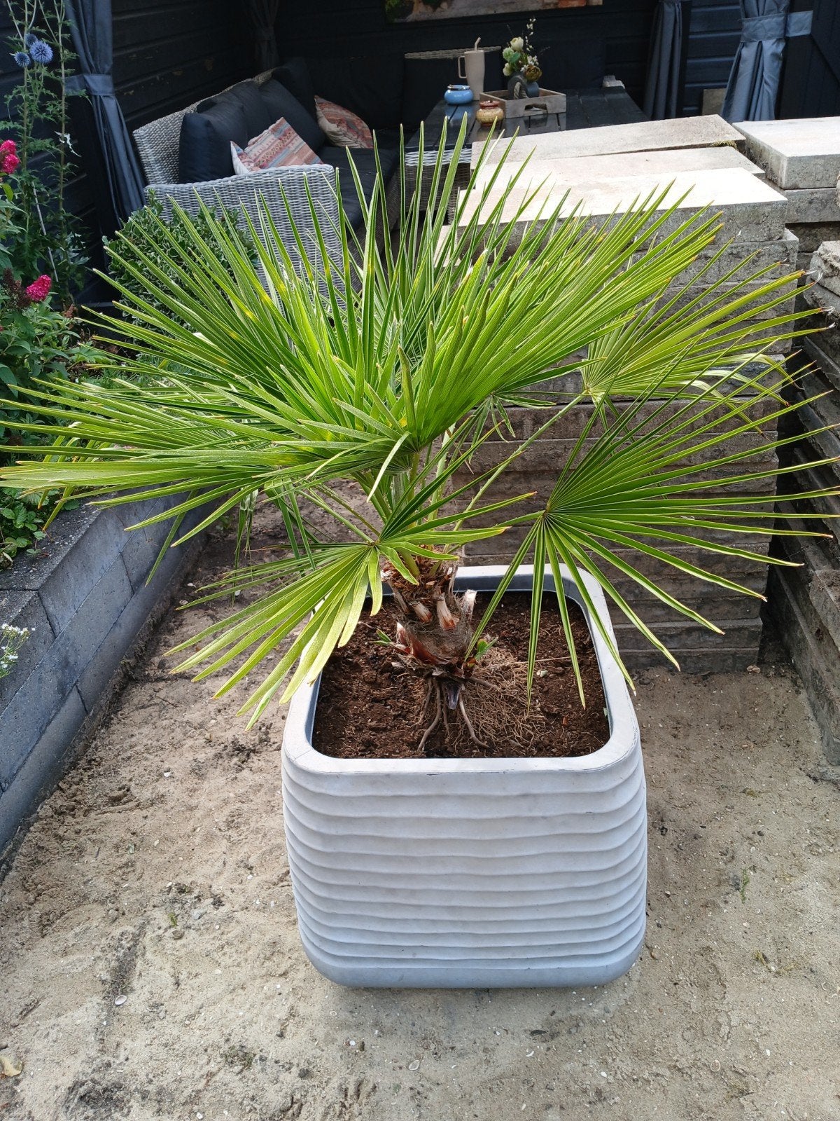 palm in pot., Tuin en Terras, Planten | Bomen, 100 tot 250 cm, Zomer, Palmboom, Ophalen