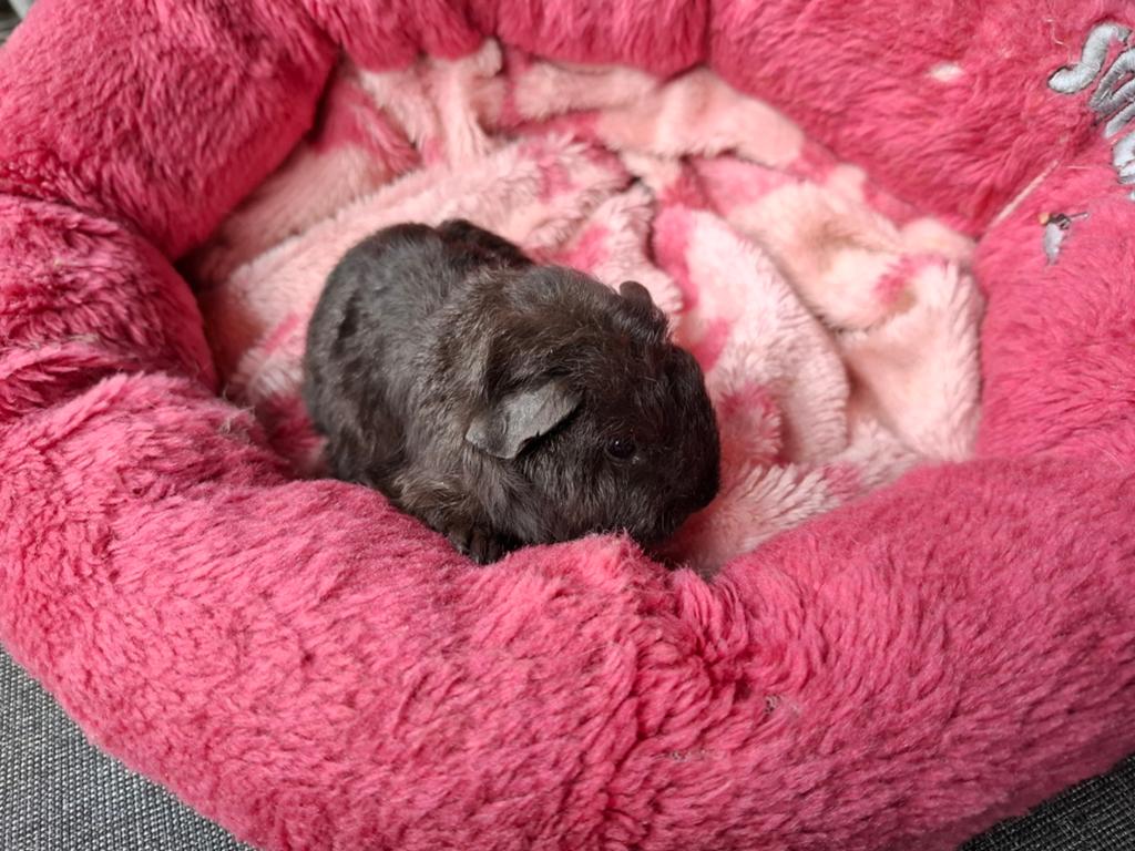 Mooi CH Cavia zeugje, Dieren en Toebehoren, Cavia, April, Vrouwelijk, Tam
