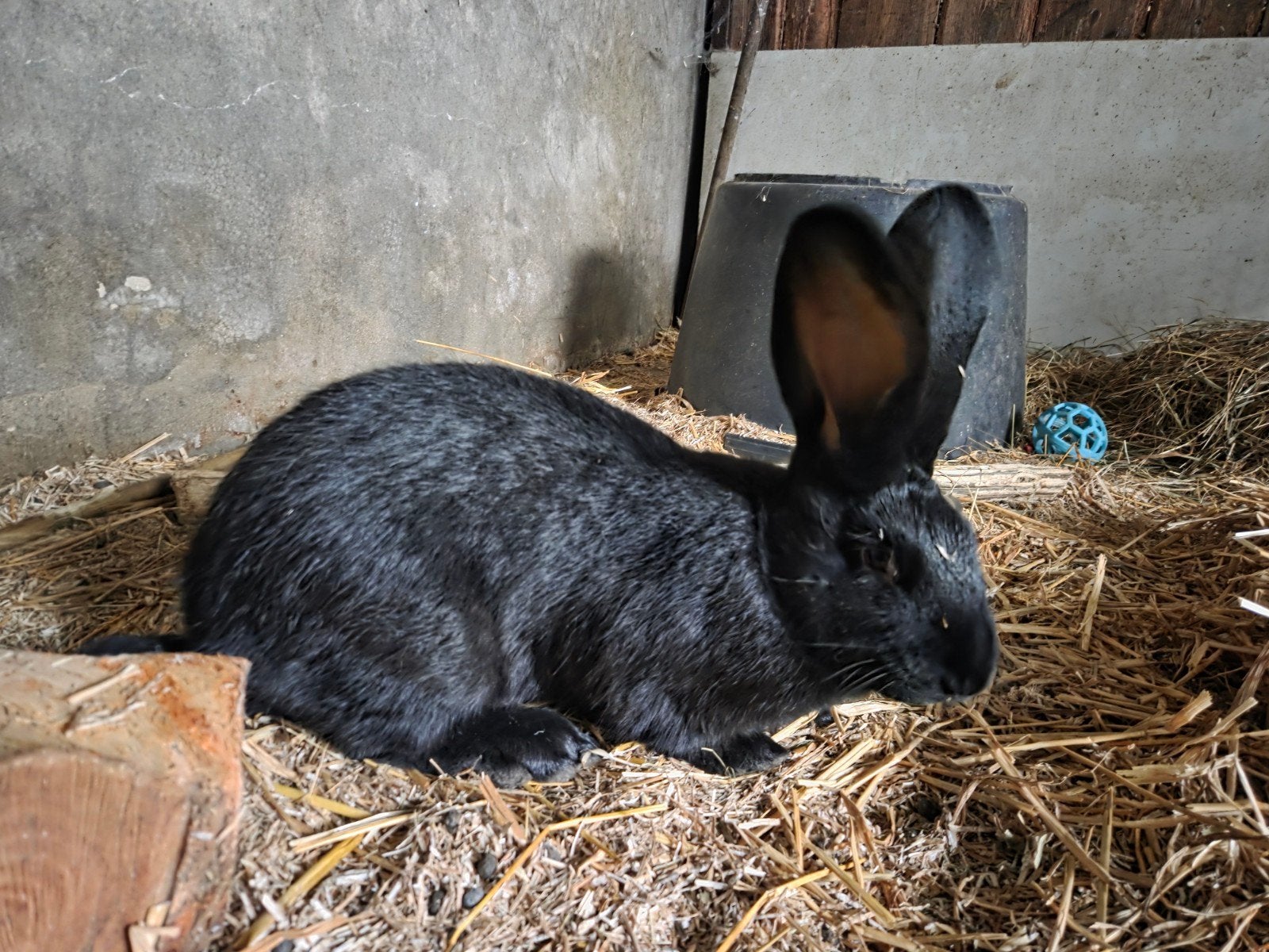 grote lotharinger voedster, Dieren en Toebehoren, Vrouwelijk, Groot, 0 tot 2 jaar