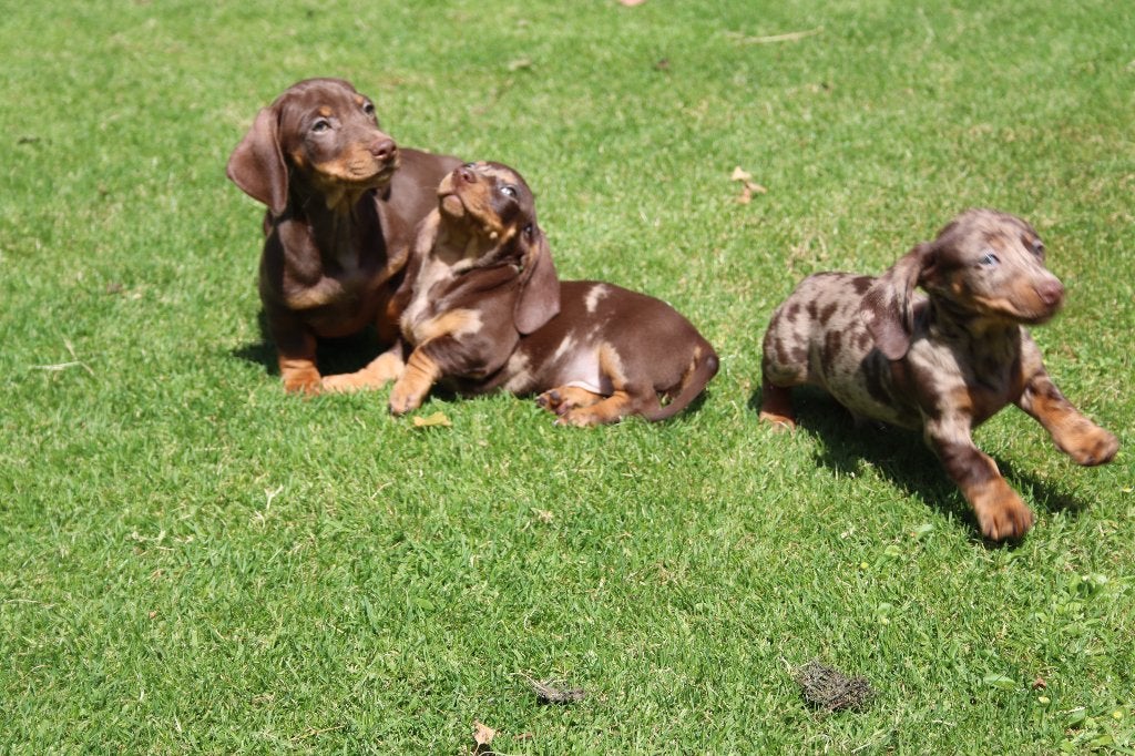 Dwerg teckel pups te koop, Parvo, Nederland, 8 tot 15 weken, Korthaar