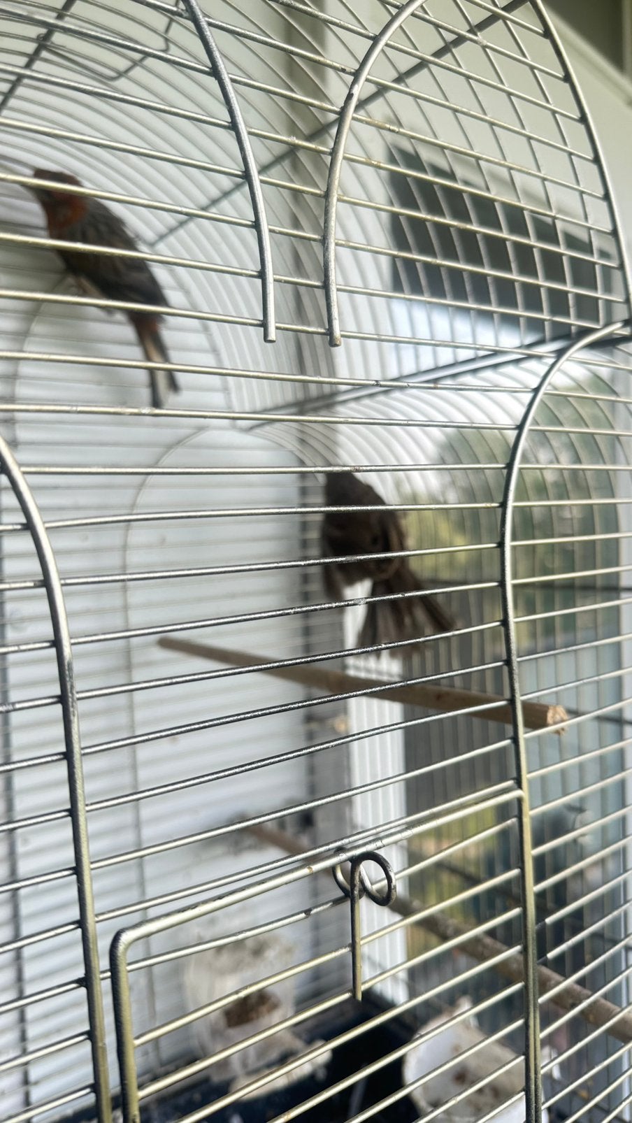 Om ruling. Vogels, Dieren en Toebehoren, Meerdere dieren, Kleurkanarie