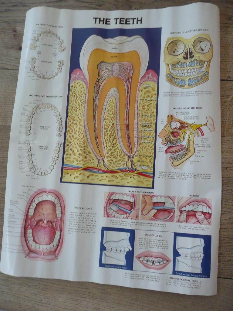 Poster The Teeth Anatomical Chart 1983 gebit tanden, Ophalen of Verzenden, Gebruikt, A1 t/m A3, Overige onderwerpen