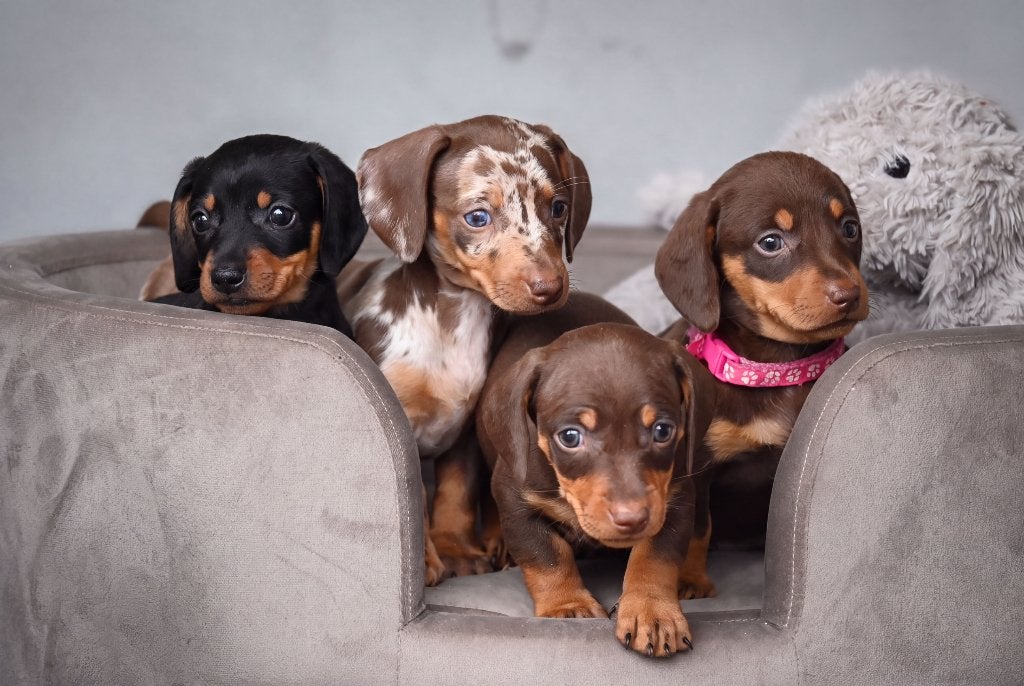 Heel mooie en super lieve dwergteckel puppy’s, Dieren en Toebehoren, Honden | Teckels en Dashonden, 8 tot 15 weken, Korthaar, Dwerg