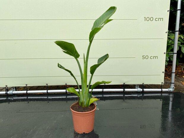 Strelitzia Augusta - Paradijsvogelbloem, Tuin en Terras, Planten | Bomen, In pot, Halfschaduw, 100 tot 250 cm, Zomer