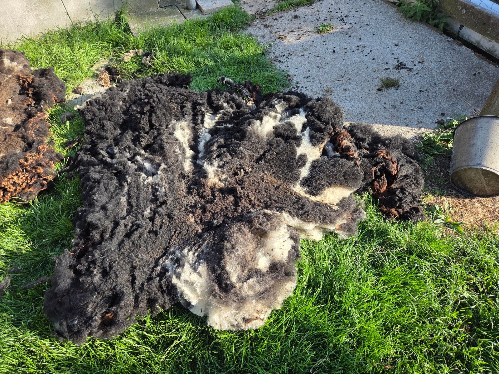 Schapen wol( GRATIS), Vrouwelijk, Overige soorten
