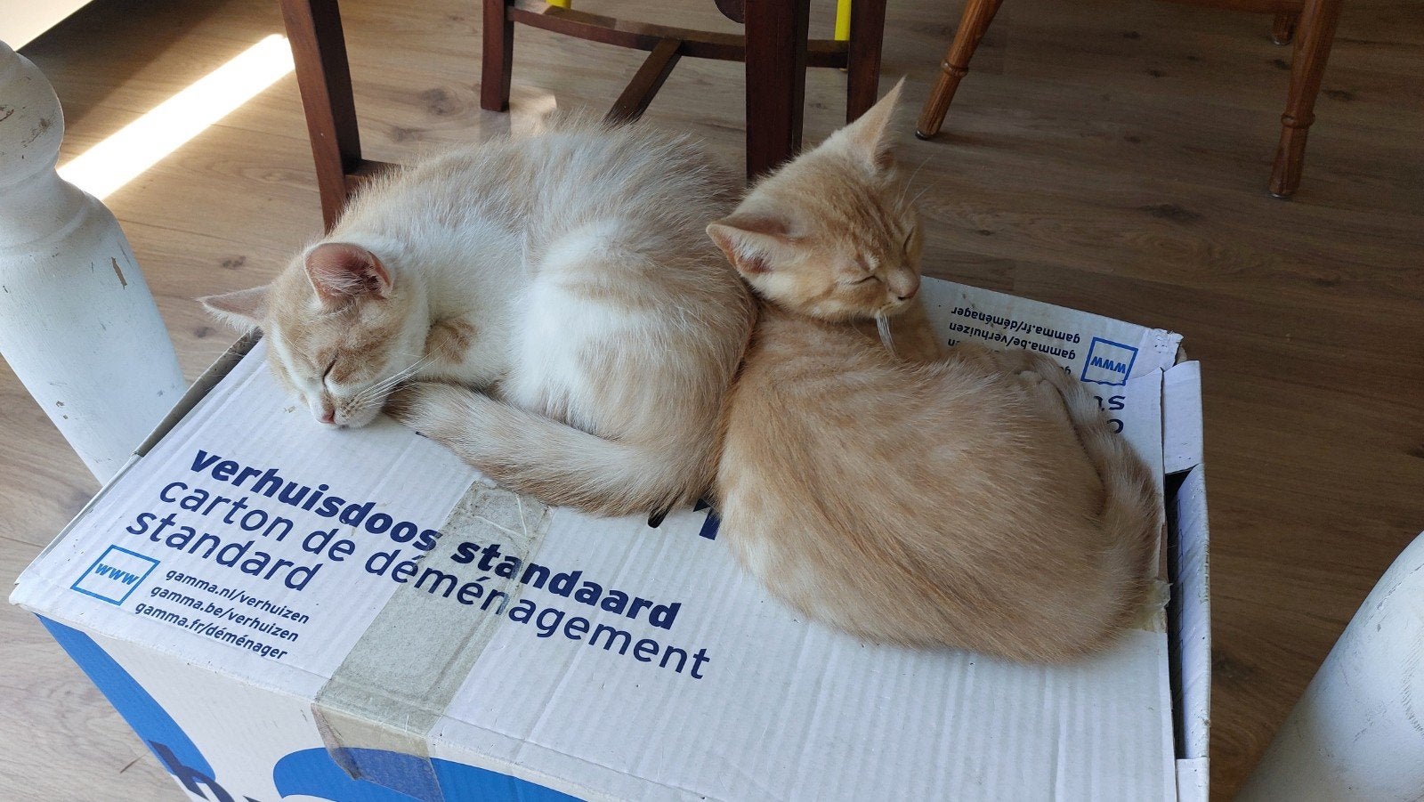 Britse korthaar katertjes - zoeken een nieuw huisje, Dieren en Toebehoren, Katten en Kittens | Raskatten | Korthaar, Kater