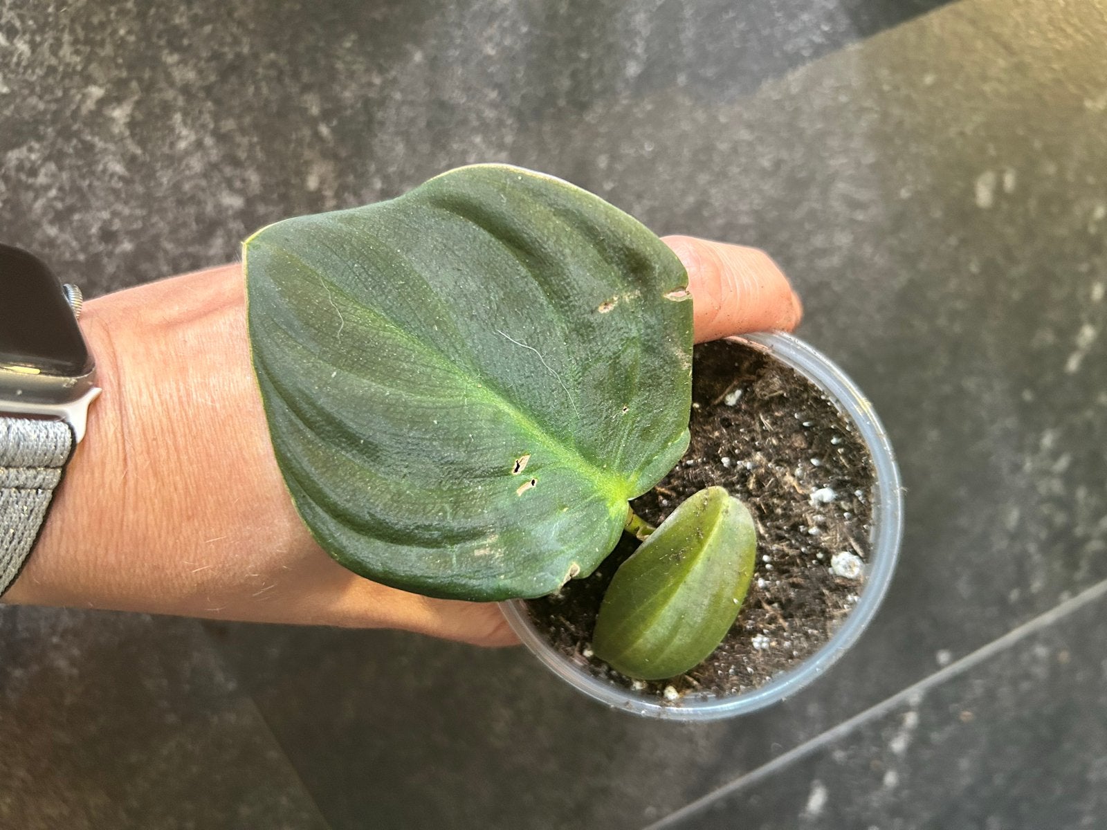 Philodendron gigas - Prachtige tropische kamerplant, Ophalen of Verzenden, Halfschaduw, Minder dan 100 cm